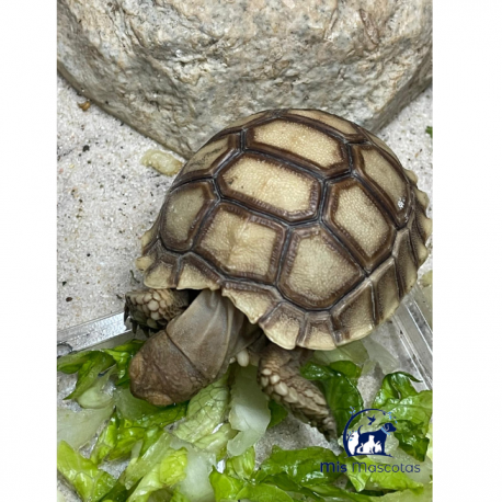 Tortuga de Tierra Sulcata