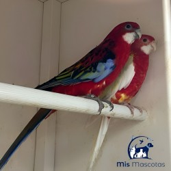 Pareja de Rosella