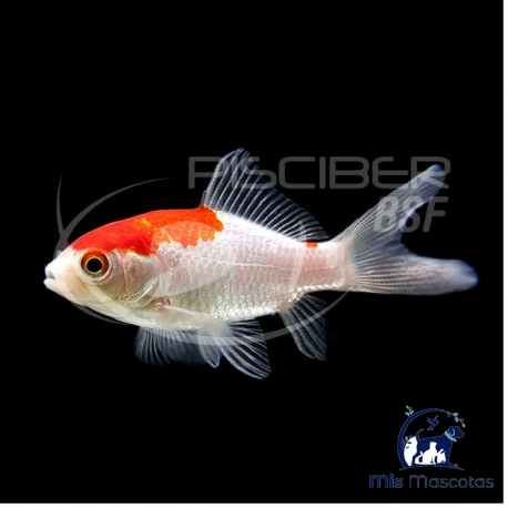 Cometa Rojo Y Blanco