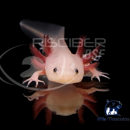 Ajolote Ambystoma Mexicanu White