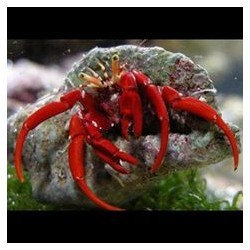 Calcinus Patas Rojas