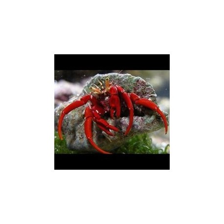 Calcinus Patas Rojas