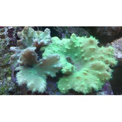 Sinularia Dura