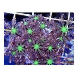 Clavularia Anthellia