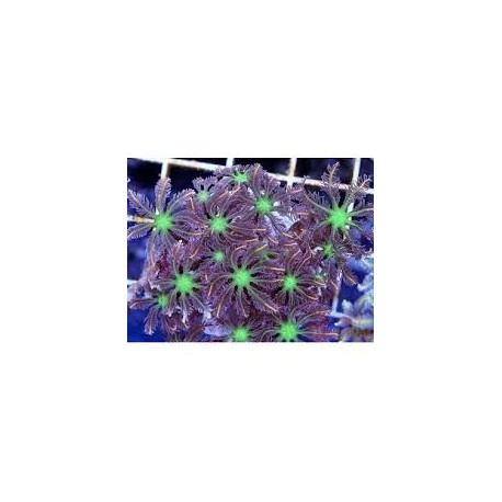 Clavularia Anthellia