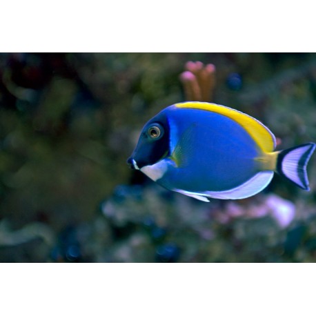 Acanthurus Leucosternon