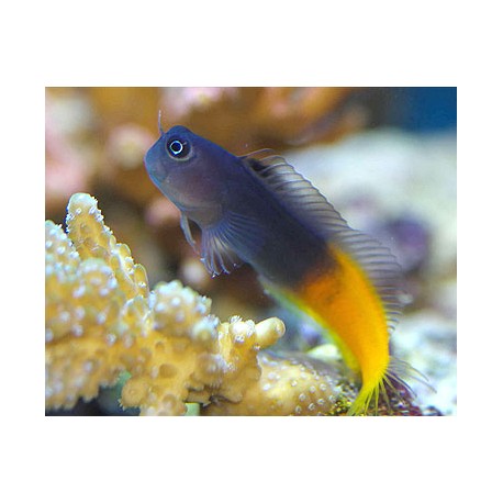 Escenius Pulcher Bicolor