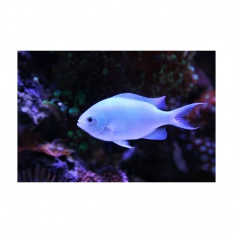 Chromis Viridis