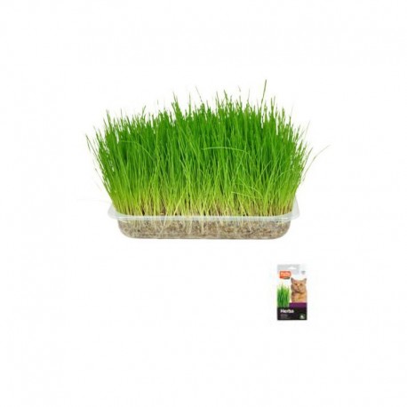 Hierba Aromática para Gatos