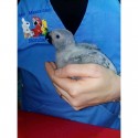 Aves Exotica-Psitacidas